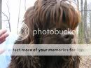 CockerSpanielFemale.jpg
