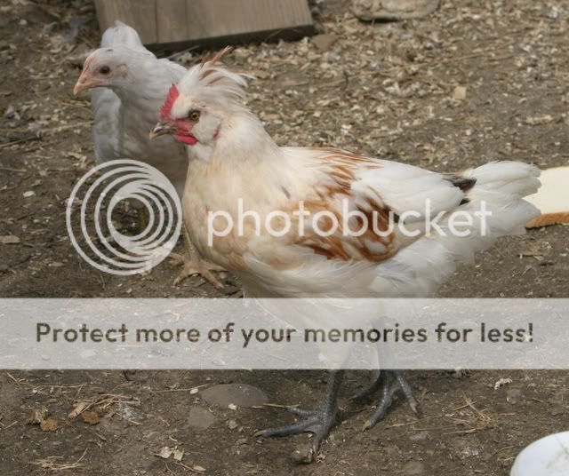 Chicken1.jpg