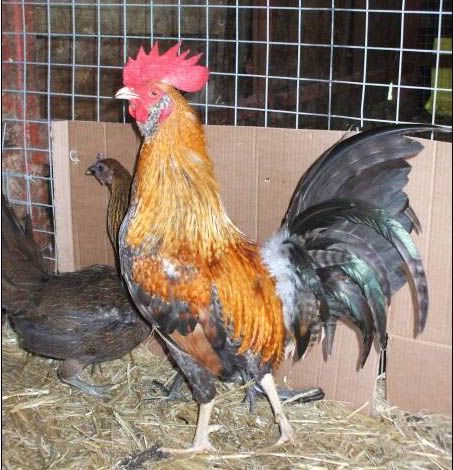 crelebaileycock.jpg
