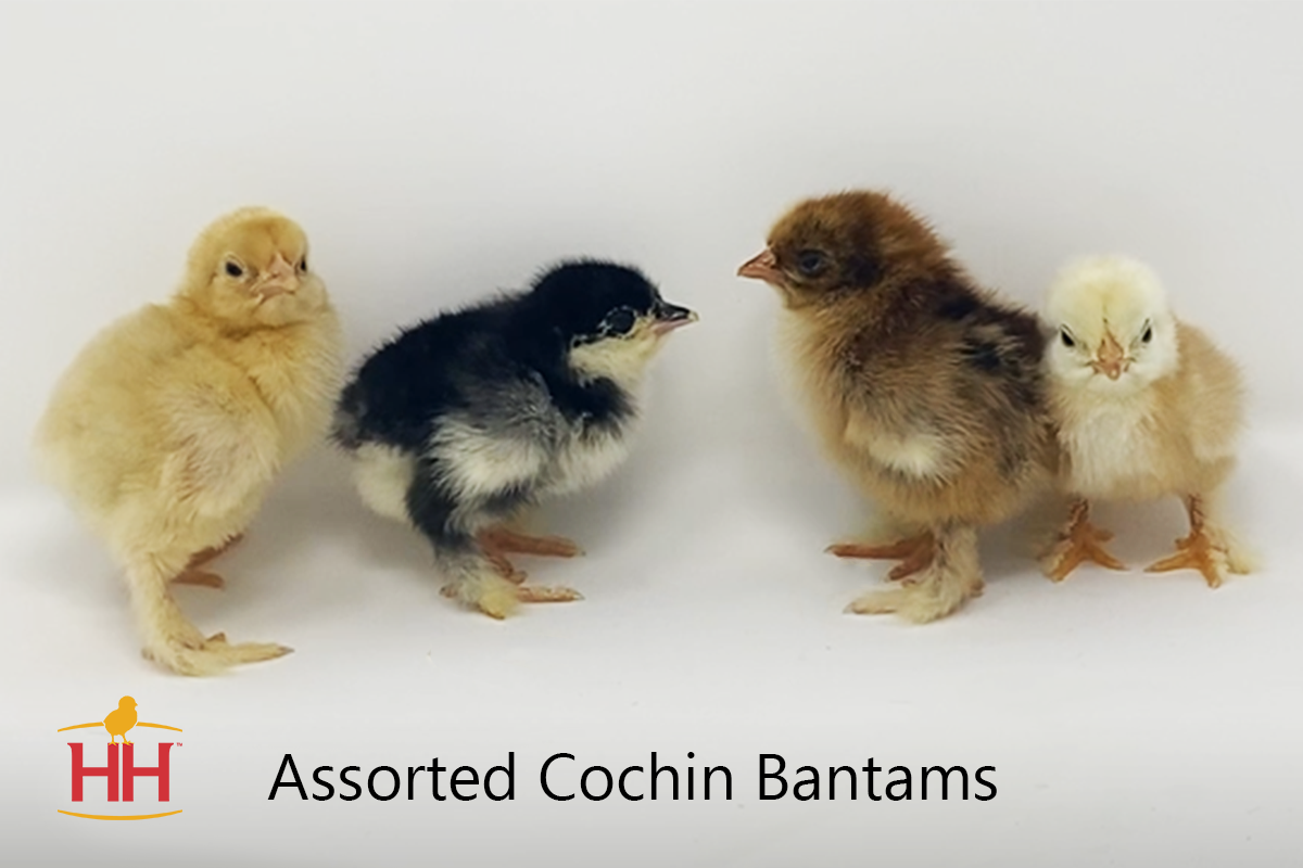 Assorted%20Cochin%20Bantams.png