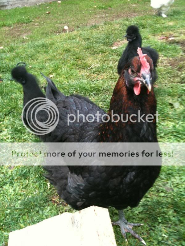 chickens007.jpg