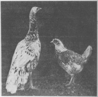 peacock-chicken.jpg