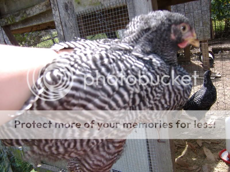PoultryShows026.jpg