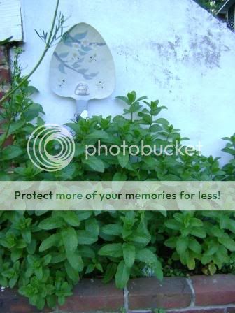 herbs2.jpg