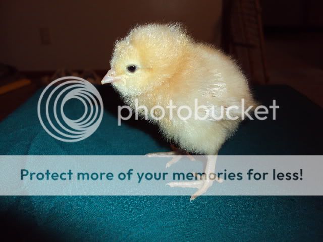 002-31.jpg