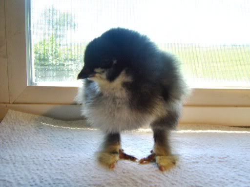 fancychicks1dayold034.jpg