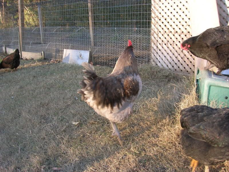 jan2010chickens179.jpg