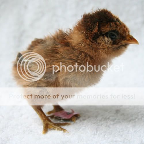 2_frankenchicks.jpg