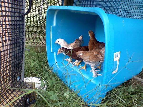 youngchicks.jpg