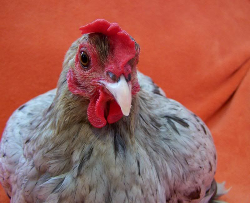 bessiecomb1.jpg