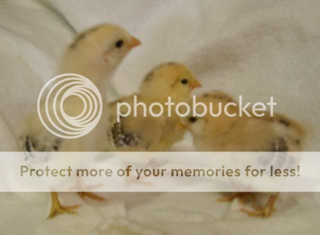 babychicks022.jpg