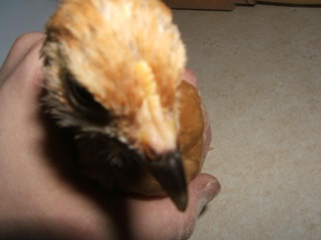 DSCF5334.jpg