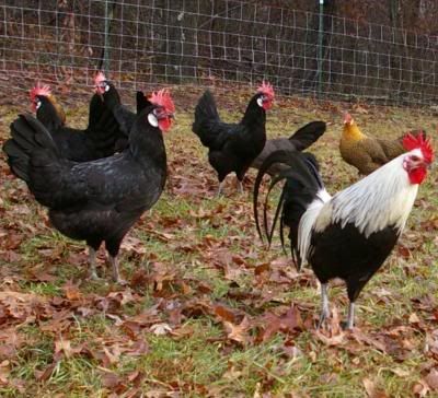 chicks4.jpg
