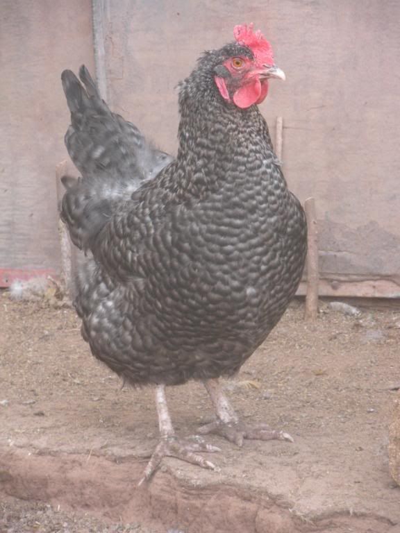 Chickens017.jpg