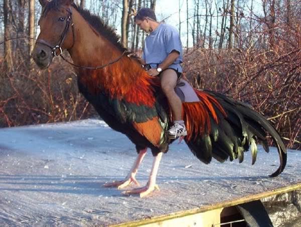 HugeHorseCock.jpg