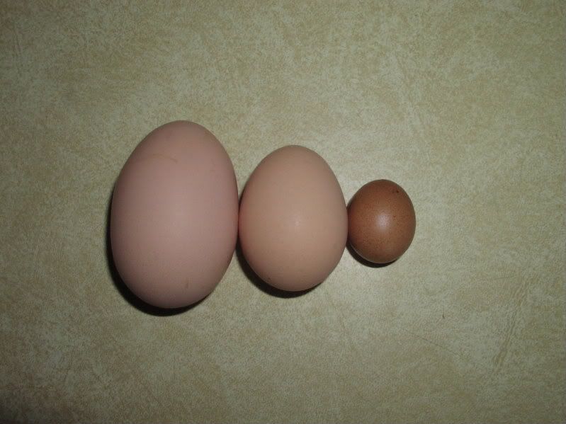 P1010006.jpg