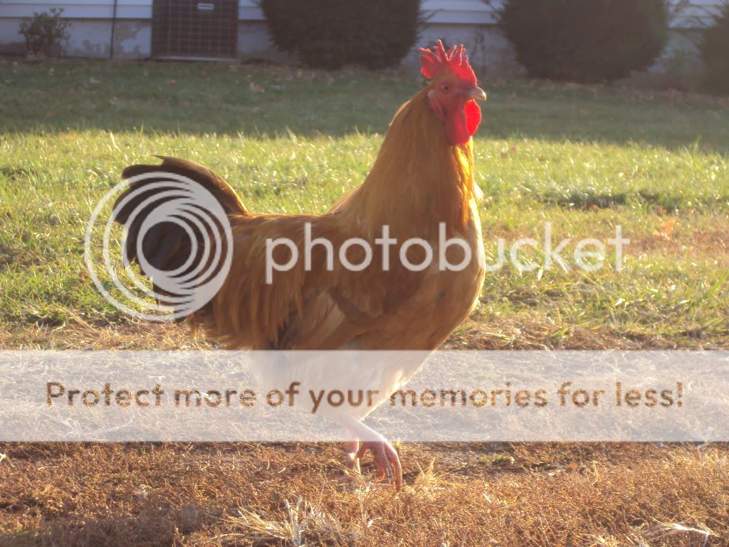 ChickPicks3161.jpg