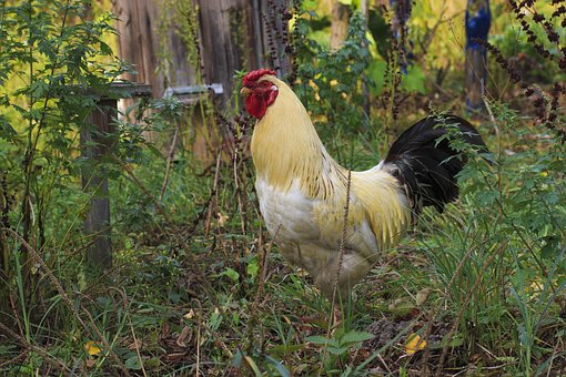 cock-1007243__340.jpg