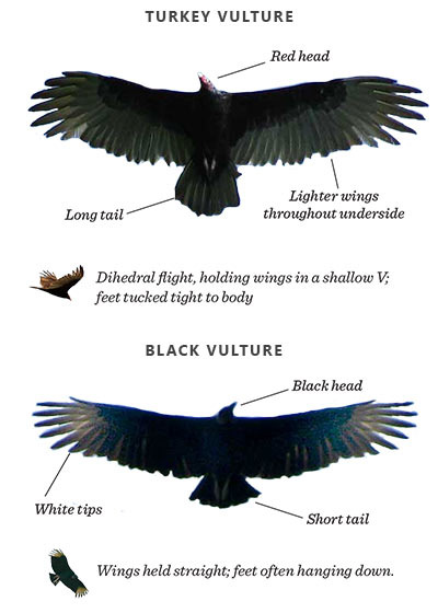 vulture-identification-2.jpg