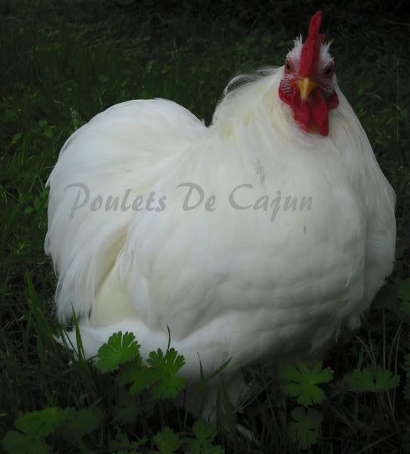 CochinRoo2.jpg
