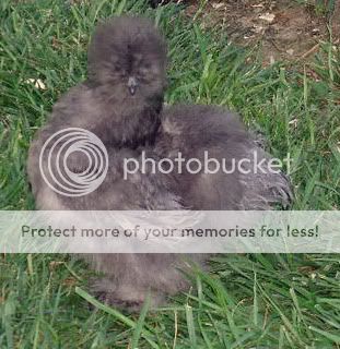 SteveWheatPullet.jpg