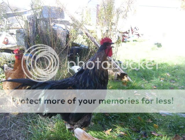 Oct292009Chickens006.jpg