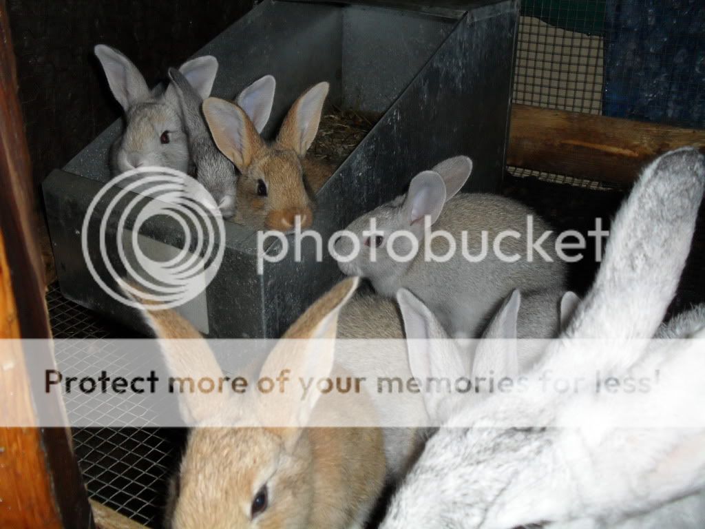rabbbitssilkies004.jpg