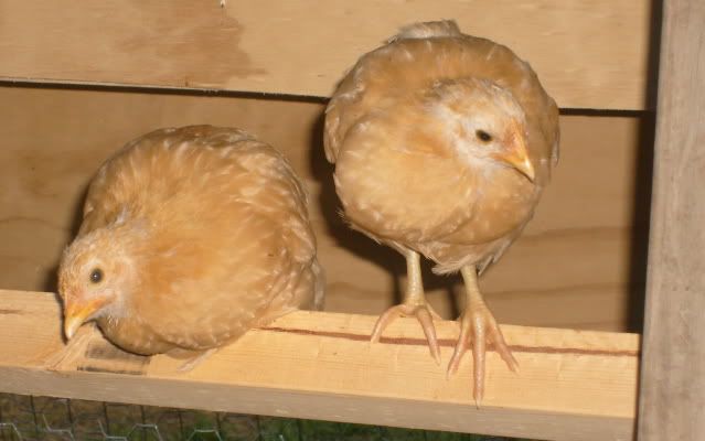 chickens05-28-2009050.jpg