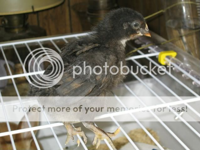 chick1-1.jpg