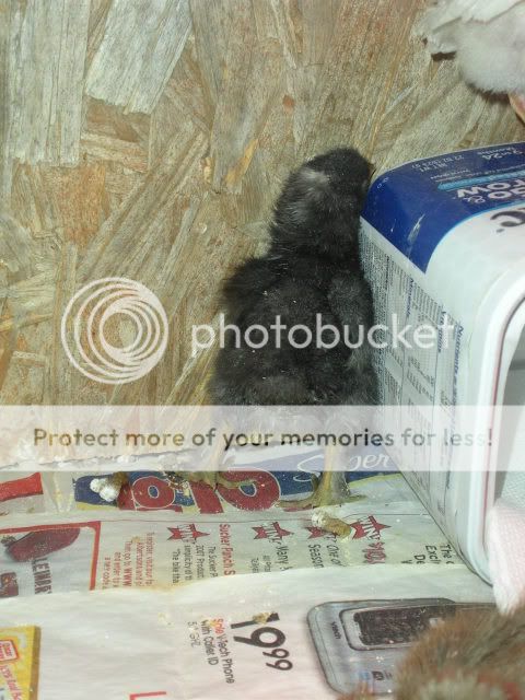 duck018.jpg