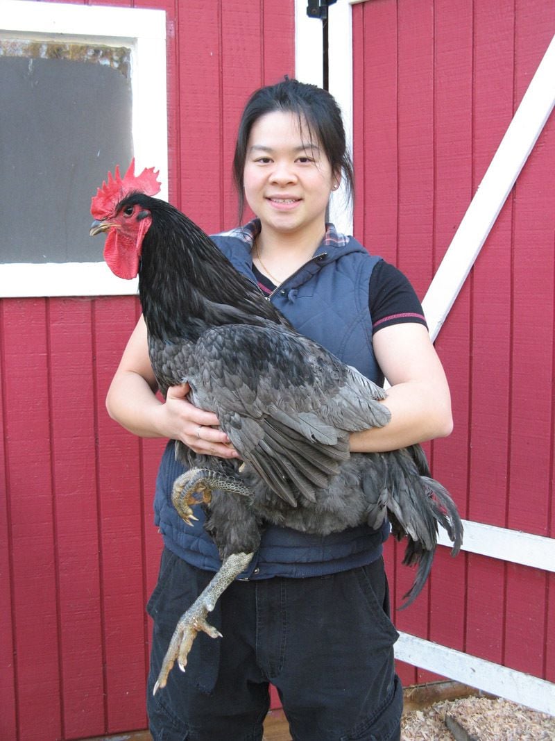 900x900px-LL-ab4b5a74_rooster1JPG7.jpeg