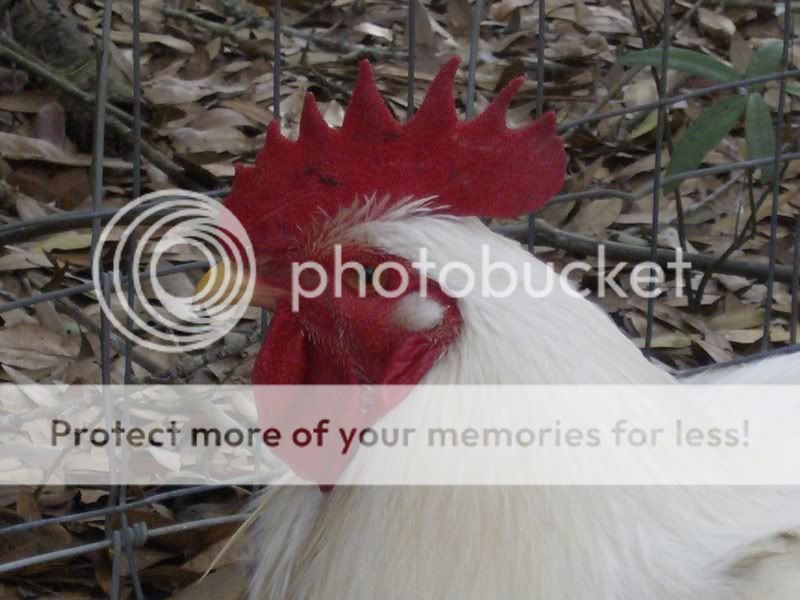chickens004.jpg