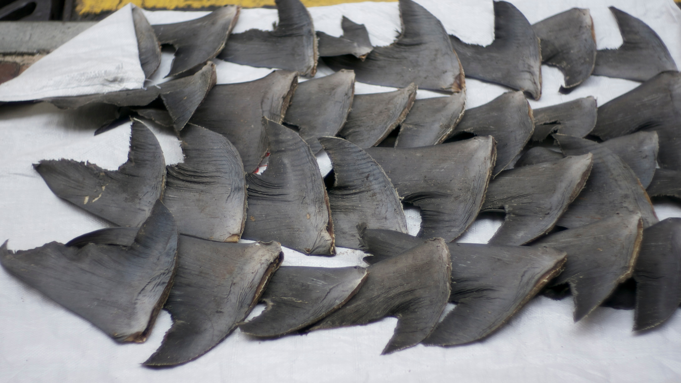 Shark_fins_Hong_Kong.jpg