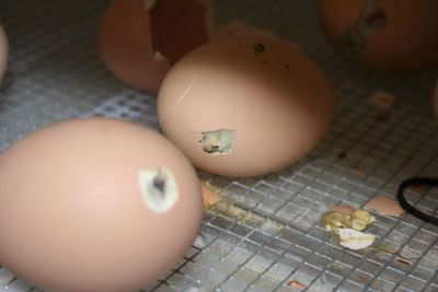 hatch29.jpg