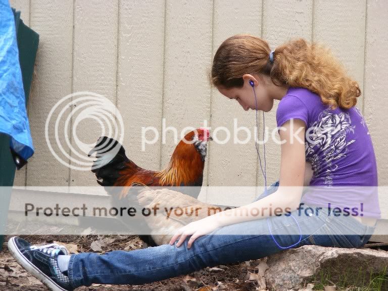 chickens022010011.jpg