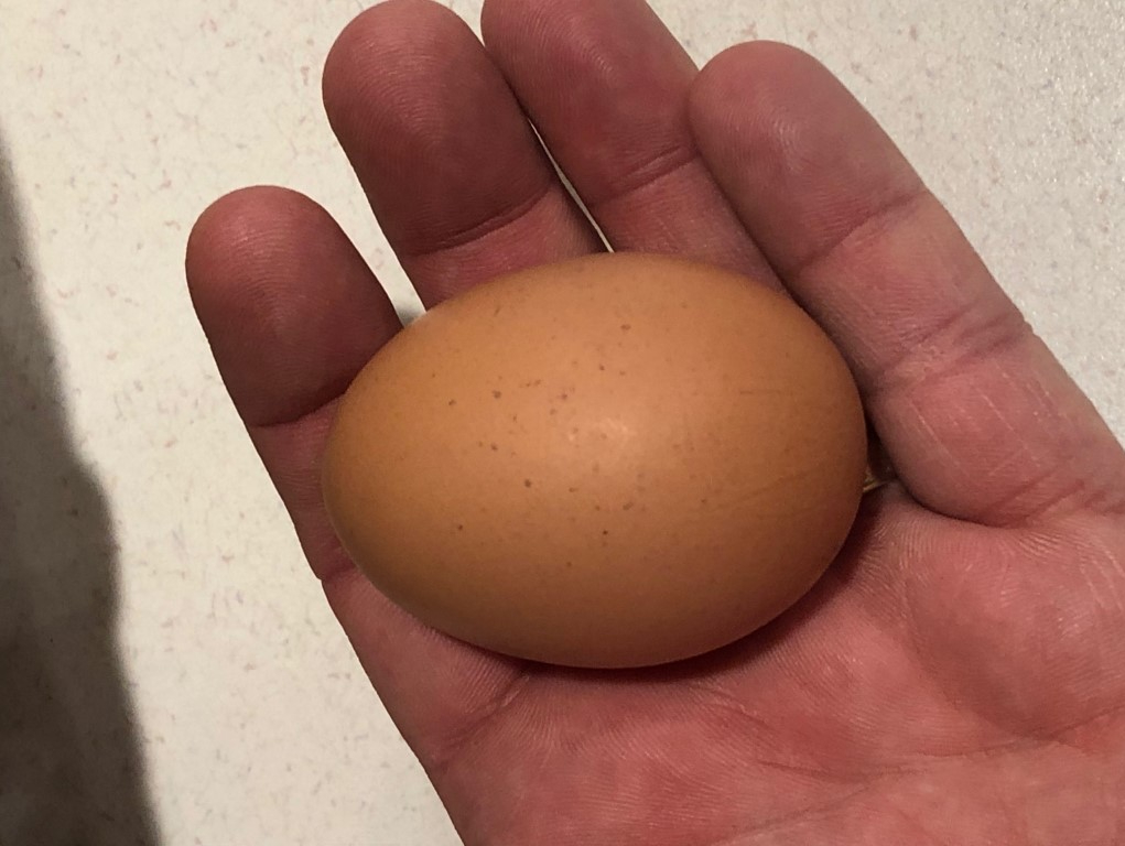 11-3-egg-medium-e1572980645571.jpg