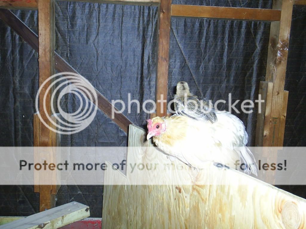 Picture004.jpg
