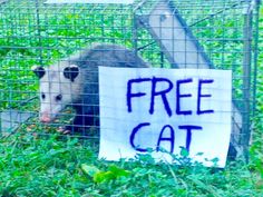c73268db922d7b1ab366050986cde4e3--free-cat-lol.jpg