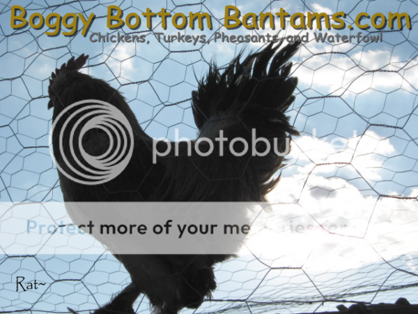 l_b5425b58dde3dc374bcd5545fa6fd4bc.png