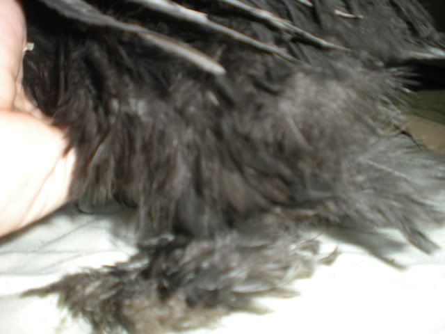 DSCN0629.jpg