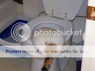 pottycat.jpg