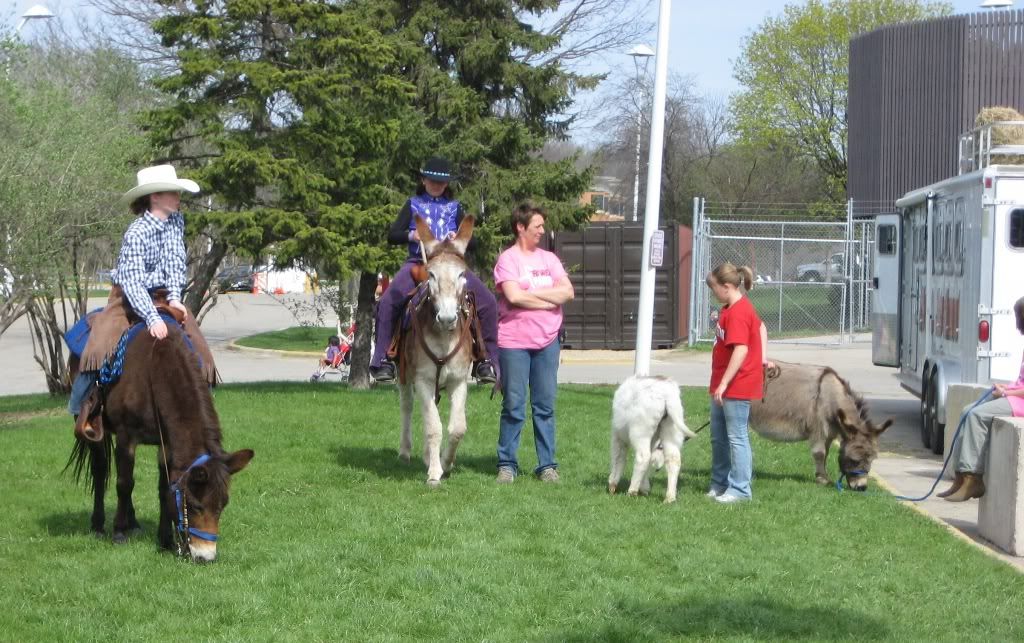 1donkeysmhf.jpg