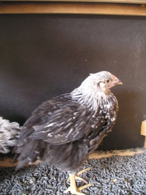 chickens002-1.jpg