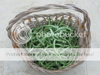 IMG_2055-Copy.jpg
