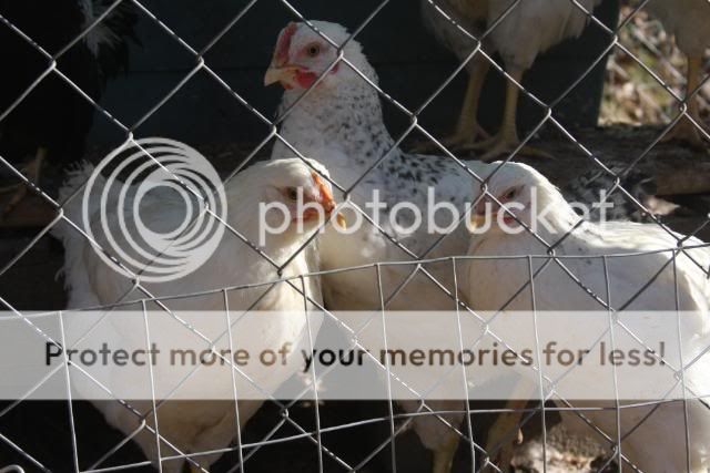 chickens0110017.jpg