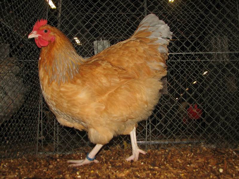 Sussex_Buff-blauwcolumbia_hen.jpg