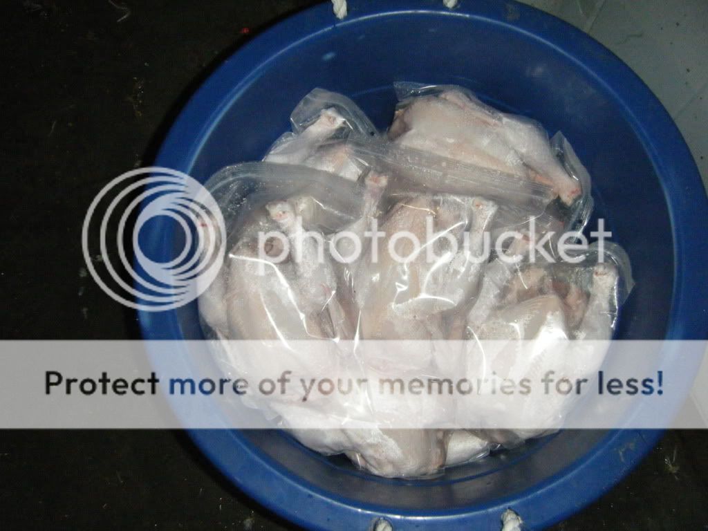 DSCF2462.jpg