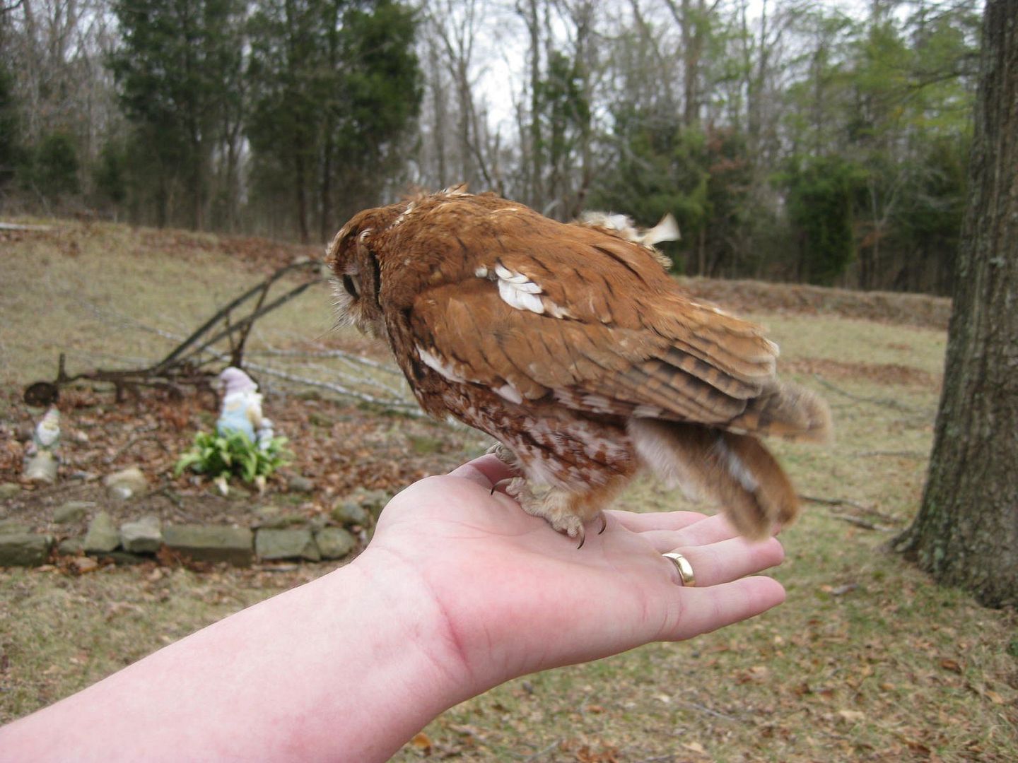 owl1.jpg