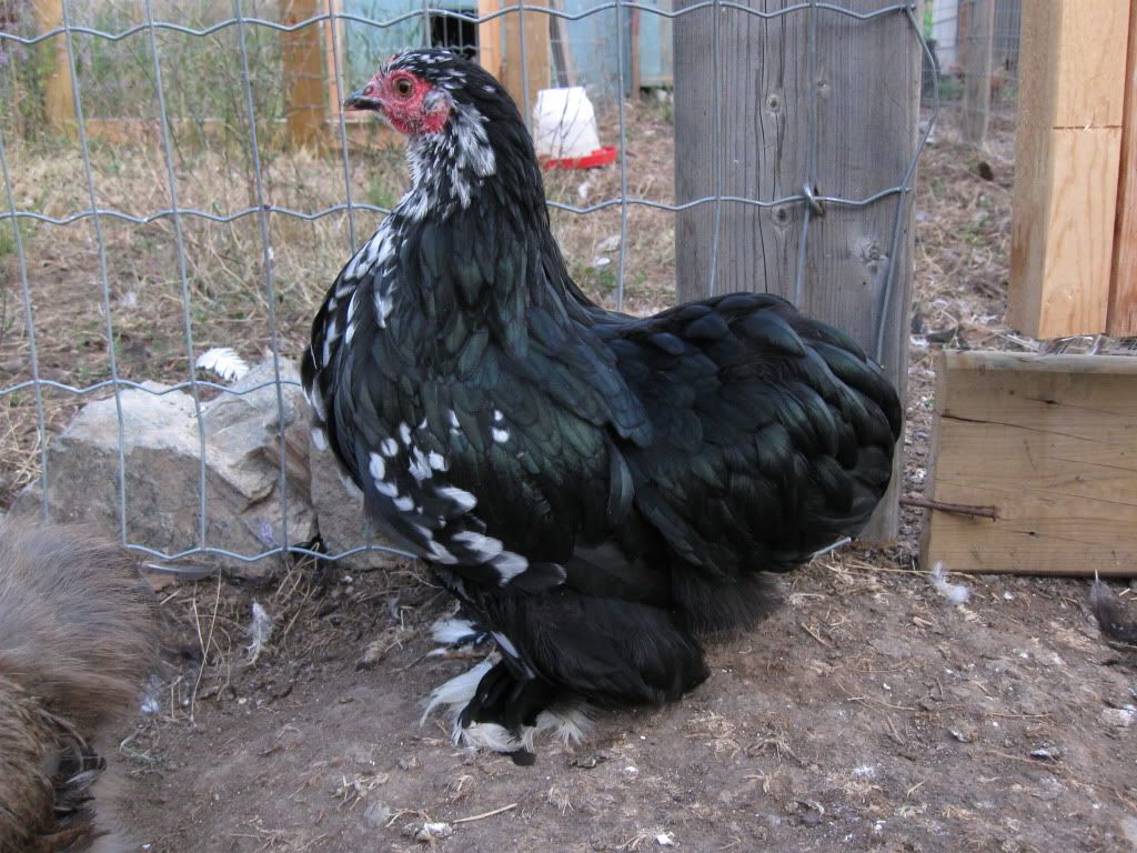 chickens007-1.jpg