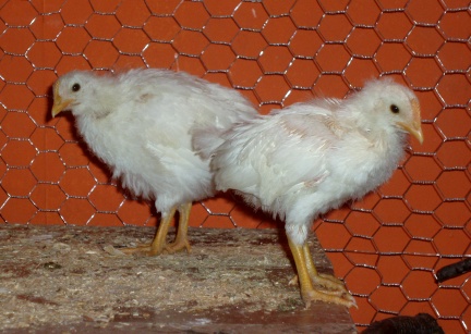 58435White_Chicks_On_Box.JPG